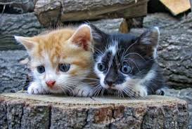 Kitten