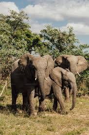 Elephants