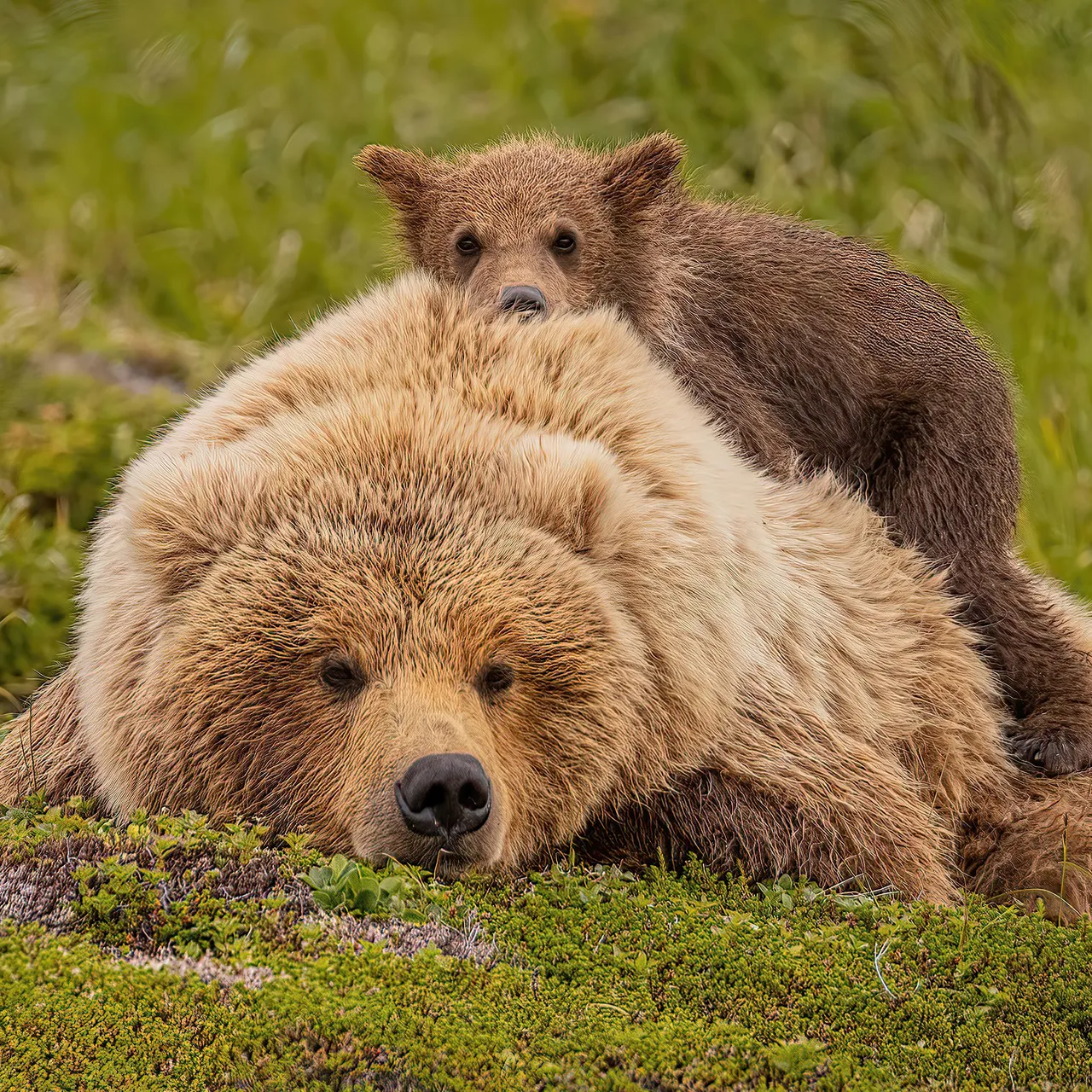 Bear