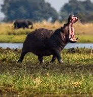 Hippopotamus